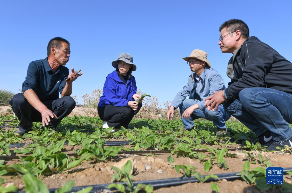 免费扎金花下载
